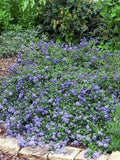 Graines Ceanothus prostratus, Céanothe prostré