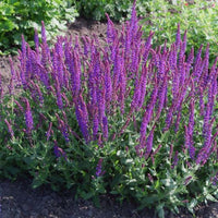 Graines Salvia Nemorosa, Sauge des Bois