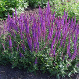 Graines Salvia Nemorosa, Sauge des Bois