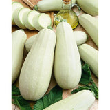 20 Graines de Courgette Bianca Di Trieste, Cucurbita Pepo