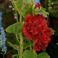 10 Graines de Rose Trémière écarlate, Alcea Rosea Chater's Scarlet