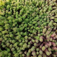 30 Graines Sedum hispanicum, Orpin d'Espagne