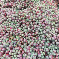 30 Graines Sedum hispanicum, Orpin d'Espagne