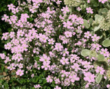 50 Graines de Gypsophile Rampante Rose, Gypsophila Repens Rosea