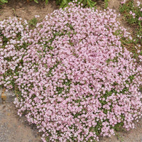 50 Graines de Gypsophile Rampante Rose, Gypsophila Repens Rosea