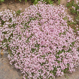 50 Graines de Gypsophile Rampante Rose, Gypsophila Repens Rosea