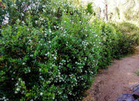 Graines de Myrte commun, Myrtus communis