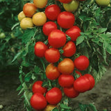 25 Graines de Tomate Moneymaker, Solanum lycopersicum