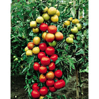 25 Graines de Tomate Moneymaker, Solanum lycopersicum