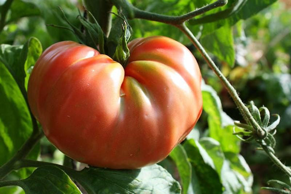 25 Graines de Tomate Brandywine Rouge, Solanum lycopersicum