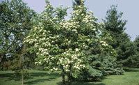 Graines Viburnum Lentago