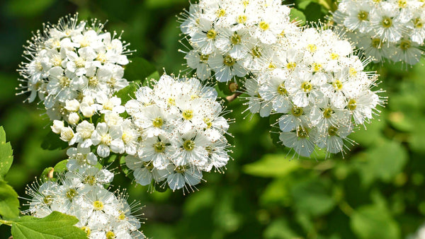 Graines Viburnum Lentago