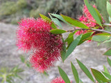 Graines Melaleuca Viridiflora Red