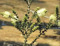 Graines Melaleuca Squarrosa, Écorce de papier parfumée