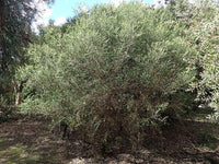 Graines Melaleuca Squarrosa, Écorce de papier parfumée