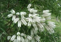 Graines Melaleuca lanceolata