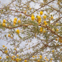 Graines Acacia Senegal, Gommier Blanc