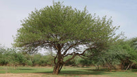 Graines Acacia Senegal, Gommier Blanc