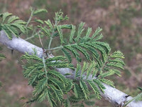 Graines Acacia Senegal, Gommier Blanc