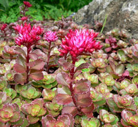 30 Graines Sedum Spurium Coccineum