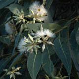 Graines Eucalyptus Robusta, Gommier robuste