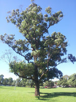 Graines Eucalyptus Robusta, Gommier robuste