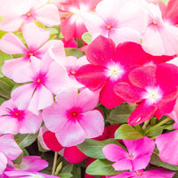 10 Graines de Pervenche de Madagascar, Catharanthus roseus mix