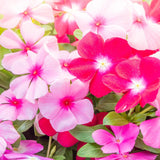 10 Graines de Pervenche de Madagascar, Catharanthus roseus mix