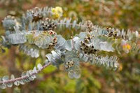 Graines Eucalyptus Kruseana