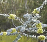 Graines Eucalyptus Kruseana