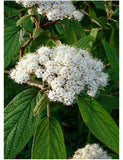 Graines de Viburnum Rhytidophyllum, Viorne à feuilles ridées