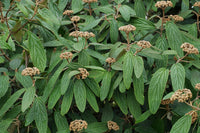 Graines de Viburnum Rhytidophyllum, Viorne à feuilles ridées