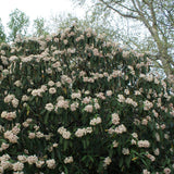 Graines de Viburnum Rhytidophyllum, Viorne à feuilles ridées