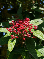 Graines de Viburnum Rhytidophyllum, Viorne à feuilles ridées