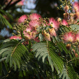 Graines Albizia lophanta, Acacia du Cap