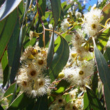 Graines Eucalyptus Polybractea, Eucalyptus à cryptone