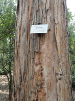 Graines Eucalyptus maidenii