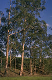 Graines Eucalyptus maidenii