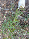 Graines Eucalyptus Mannifera, Gomme cassante