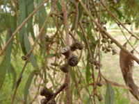 Graines Eucalyptus Mannifera, Gomme cassante