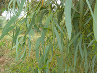 Graines Eucalyptus Mannifera, Gomme cassante