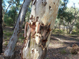 Graines Eucalyptus Mannifera, Gomme cassante