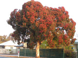 Graines Eucalyptus Leucoxylon ssp Megalocarpa, Gomme bleue à gros fruits