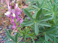 Graines de Lupin d'Espagne, Lupinus Hispanicus