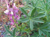 Graines de Lupin d'Espagne, Lupinus Hispanicus