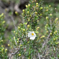 Graines de Cistus clusii, Ciste à feuilles de Romarin