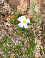 Graines de Cistus clusii, Ciste à feuilles de Romarin