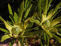 Graines de Leucadendron coniferum