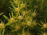 Graines de Leucadendron coniferum