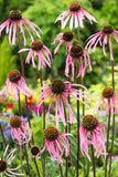 20 Graines de Echinacea Pallida, Echinacée Pâle